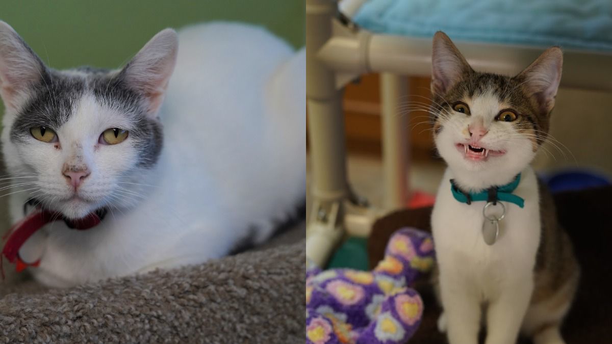 Adopt a friend: WILLOW (mom) and DECKER (son)